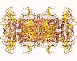 Multifunktionelles Protein ADE2