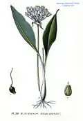 Illustration aus dem Atlas des plantes de France