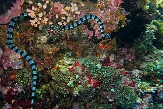 Nattern-Plattschwanz (Laticauda colubrina)