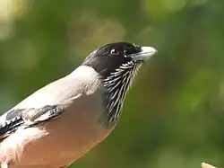 Strichelhäher mit schwarzem Kopf, weißlichem Schnabel und weißgestrichelter schwarzer Kehle