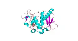 Knochenmorphogenetisches Protein 1