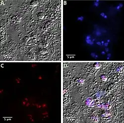 FISH-Visualisierung von Ca.&nbsp;Bc.&nbsp;vickermanii in B.&nbsp;saltans