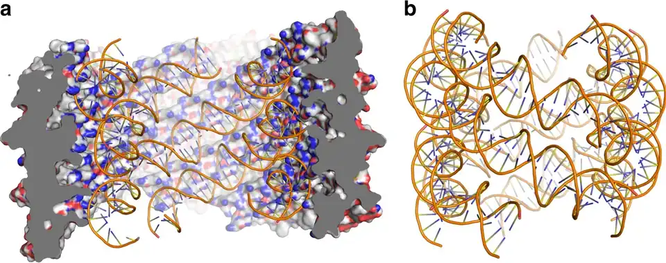 Die APBV1-DNA nimmt die Form einer linkshändigen Superhelix an. a Oberfläche von APBV1, vom Inneren des Virions aus gesehen. b Modell der APBV1-DNA, die eine linkshändige superhelicale Organisation zeigend