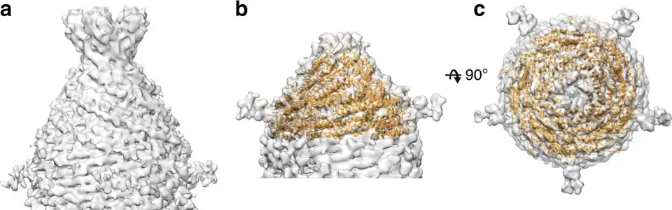 Rekonstruktion der APBV1-Kappenstruktur[A. 2]