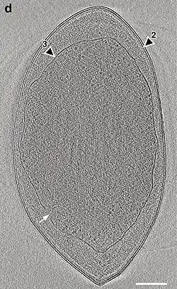 Kryo-ET-Aufnahme von A. laminatus RT761T mit den drei lipidmembranähnlichen Schichten (LMLs). Die äußere Doppelmembran (2) entspricht der gramnegativer Bakterien, die innere (3) umgibt das Nukleoid. Der weiße Pfeil zeigt die innere LML-Einstülpung an.