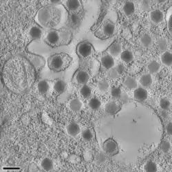 Die Vesikel mit reifen SGI-Virionen knospen in Vakuolen hinein.