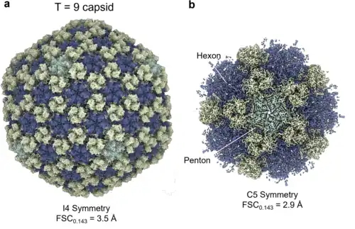 Cryo-EM von Pseudomonas-Phage Pa193 (Pbunavirus Pa193), Kapsid: höhere Auflösung, zu sehen 3 fünffach-Vertices.[A. 2]