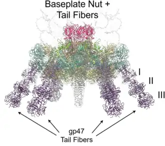 Basisplatte und Schwanzfibern von Pseudomonas-Phage Pa193 (Pbunavirus Pa193) im Detail