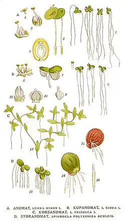 Illustration verschiedener Arten aus der Unterfamilie Wasserlinsengewächse (Lemnoideae)