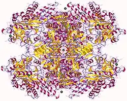 UDP-Glucose-Pyrophosphorylase