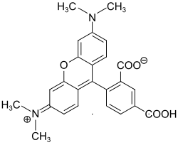 Struktur von 5-Carboxytetramethylrhodamin
