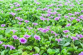 Ziegenfuß-Prunkwinde