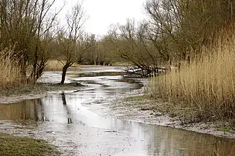 Toter Seitenarm im Delta