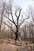 Die Eiche im Winter 2016