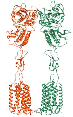 Metabotroper Glutamatrezeptor Typ 1