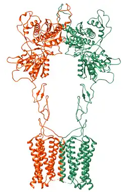 Metabotroper Glutamatrezeptor 2