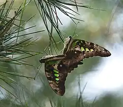 Paarung und Flügelunterseite