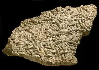 Fucoide Wurmspuren in der Bright-Angel-Formation