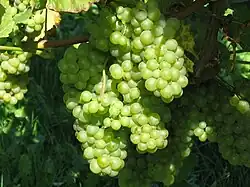 Trauben – Pinot Blanc