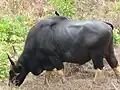 Gaur
