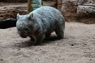 Nacktnasenwombat
