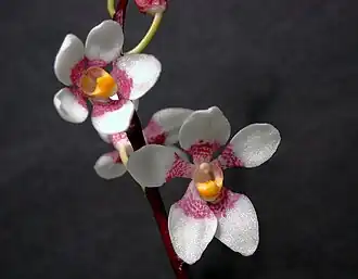 Ravine Orchid (Sarcochilus fitzgeraldii)