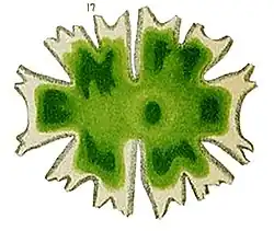 M. americana Illustration von 1872