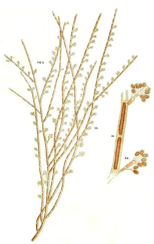 Audouinella violacea var. expansa [Chantransia macro­spora]. Illustration von 1832.