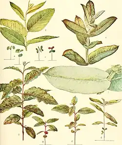 E. EUGENIOIDES Sieb., Figs. A-E. E. BICOSTATA Maiden, Blakely, and Simmonds, Figs. F-I. X.B.