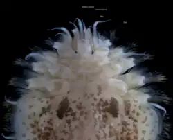 Foto eines Lebewesens