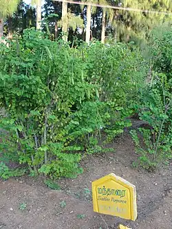Bauhinia purpurea (junge Blätter, Früchte und Blütenknospen, Blüten)
