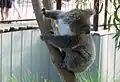Koala (Phascolarctos cinereus)