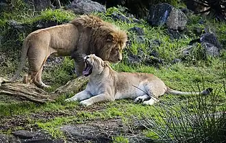 Löwenpärchen (Panthera leo)