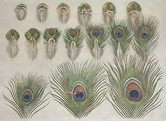 Evolution des Federauges (Grafik)