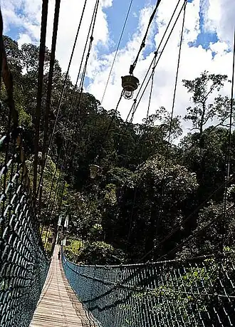 Hängebrücke im Ulu Temburong National Park