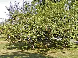 Schnullerbaum in Aarhus