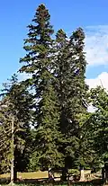 Nordmann-Tanne (Abies nordmanniana)