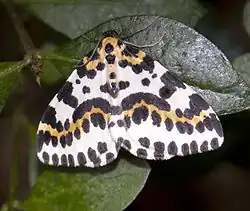 2016 Stachelbeerspanner