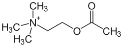Struktur von Acetylcholin