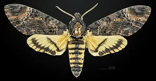 ♂ Dorsalansicht
