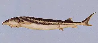 Persischer Stör (Huso persicus)