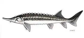 Sternhausen (Huso stellatus)