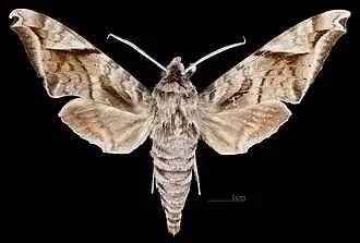 Acosmeryx naga hissarica ♂