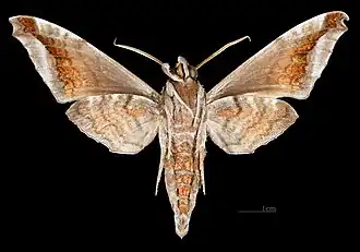 Acosmeryx naga hissarica ♂ △