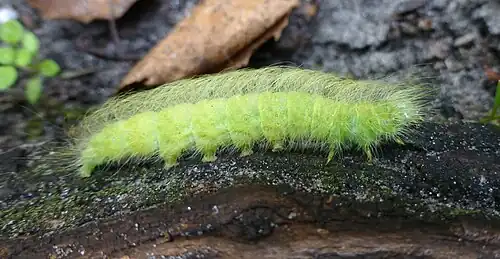 Raupe der Woll-Rindeneule