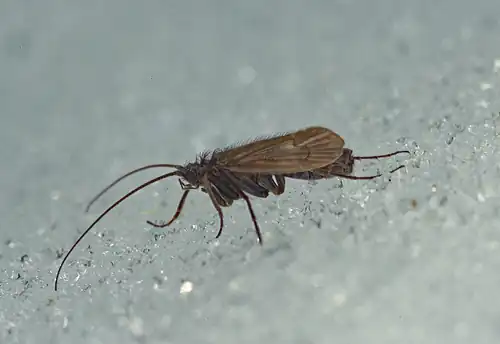 Adultes kurzflügeliges Männchen der Art Acrophylax zerberus (Köcherfliege). Die Art gilt gemäss Roter Liste in der Schweiz als verletzlich.