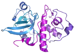 Actinidain (Actinidia chinensis)