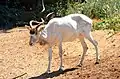 Mendesantilope (Addax nasomaculatus)