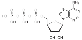 Struktur von Adenosintriphosphat
