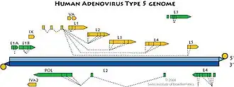 Genom des Humanen Mastadenovirus C, Serotyp 5
